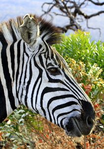 zebra 2